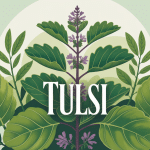 tulsi tulsi plante sacrée ayurveda bien-être