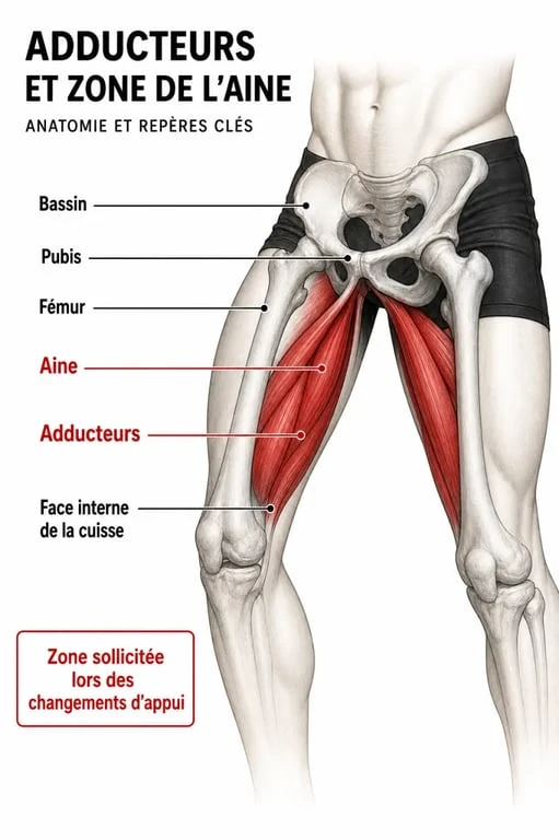 Schéma de l'elongation adducteur montrant l'aine, le pubis, le bassin et la face interne de la cuisse
