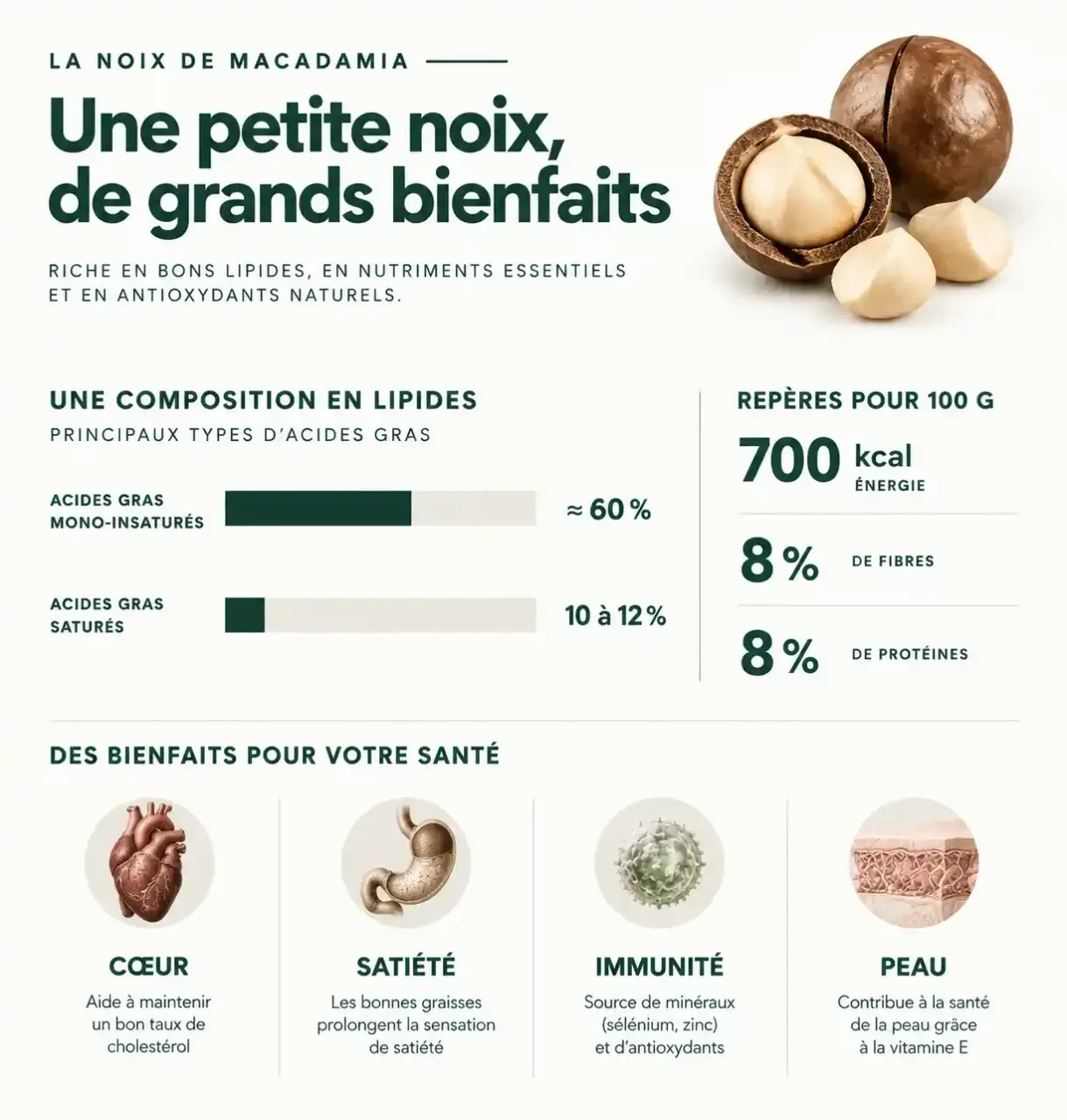 Infographie des bienfaits de la noix de macadamia : composition en graisses mono-insaturées, calories et fibres pour 100 g